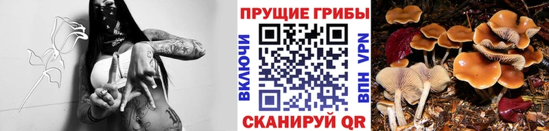 Псилоцибиновые грибы Psilocybe  Купить закладки  Микунь 